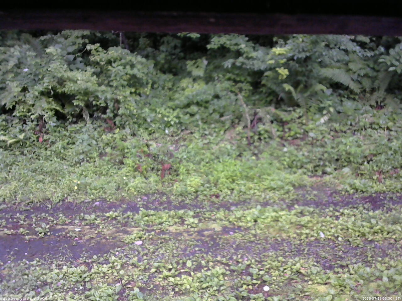 長野県菅平高原 ゆたか山荘 東側(坂下) 2026/07/18 05:30