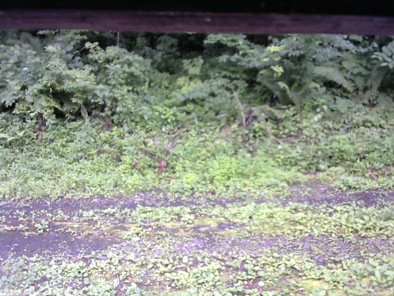 長野県菅平高原 ゆたか山荘 東側(坂下) 2026/07/18 08:00