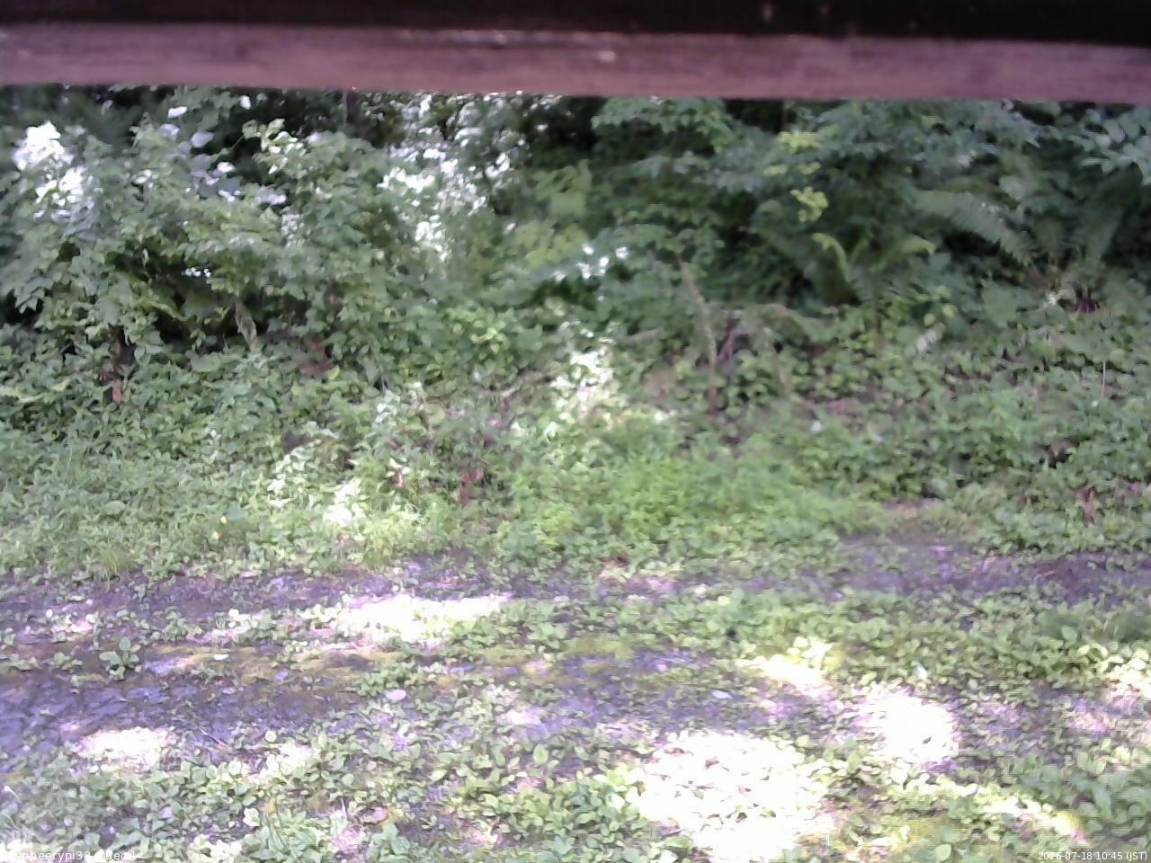 長野県菅平高原 ゆたか山荘 東側(坂下) 2026/07/18 10:45