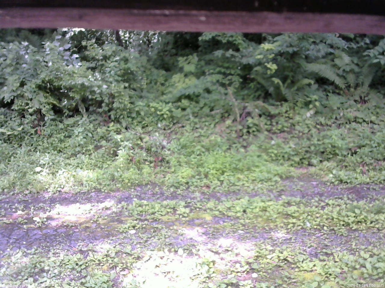 長野県菅平高原 ゆたか山荘 東側(坂下) 2026/07/18 11:00