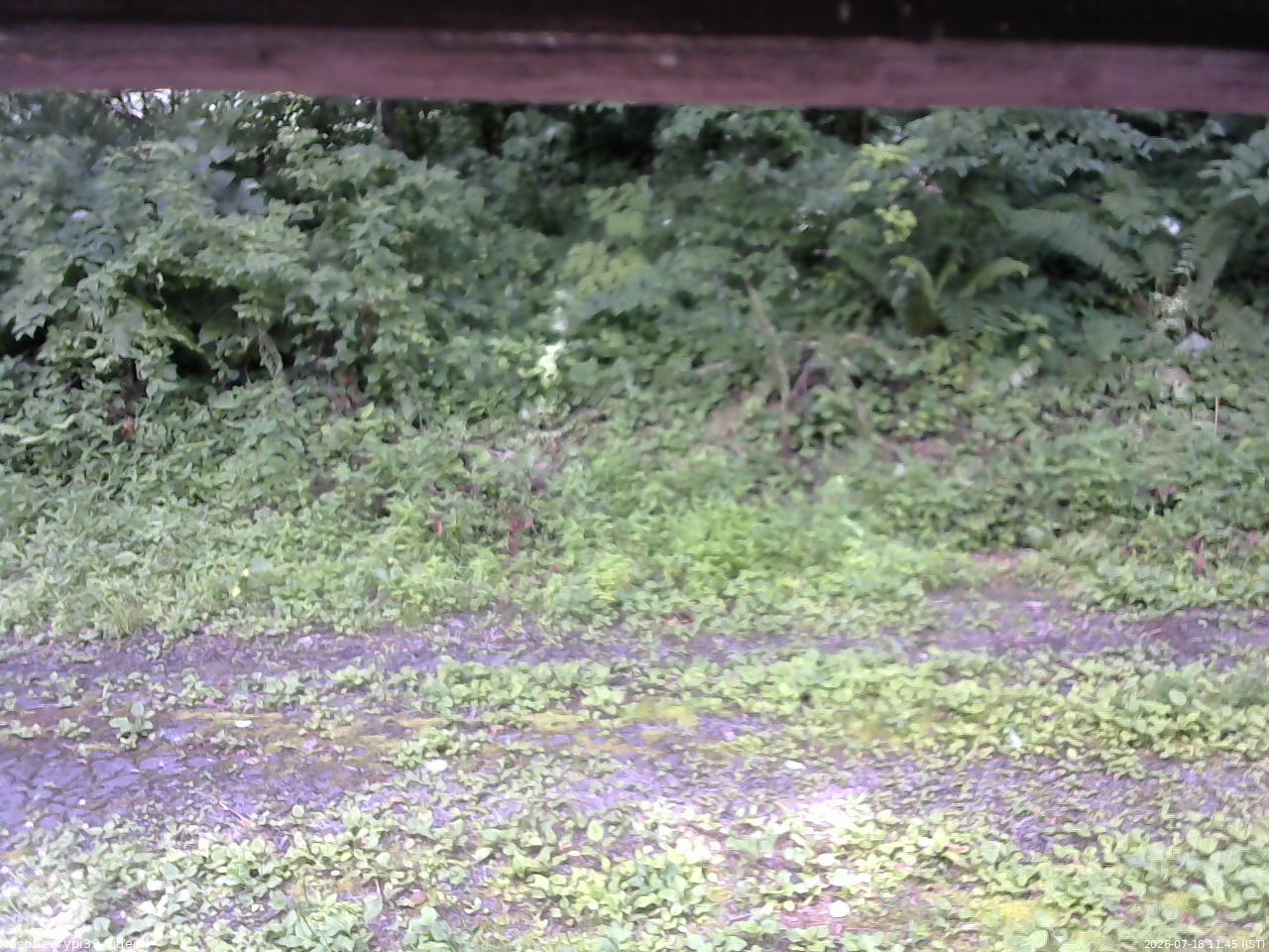 長野県菅平高原 ゆたか山荘 東側(坂下) 2026/07/18 11:45
