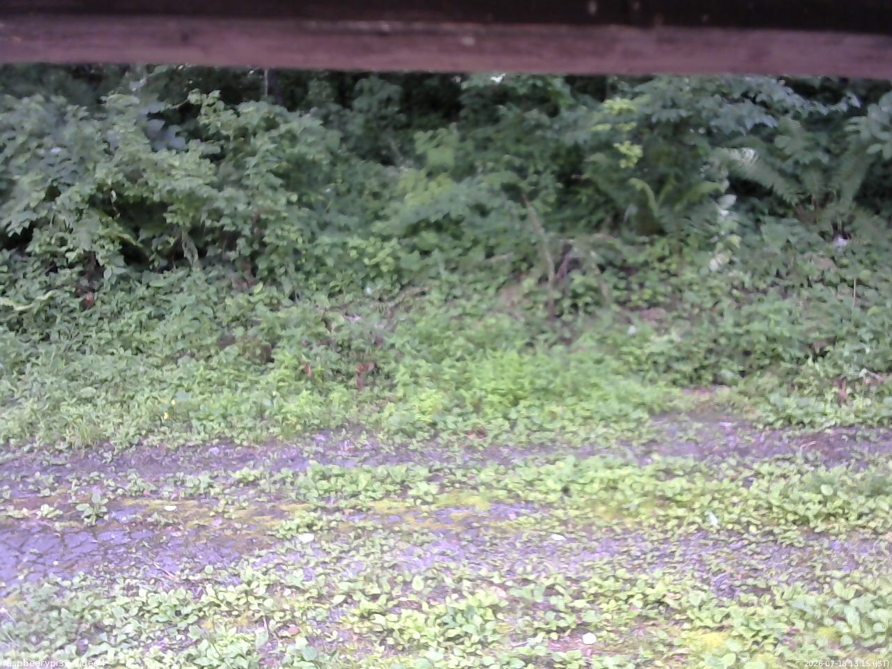長野県菅平高原 ゆたか山荘 東側(坂下) 2026/07/18 13:15