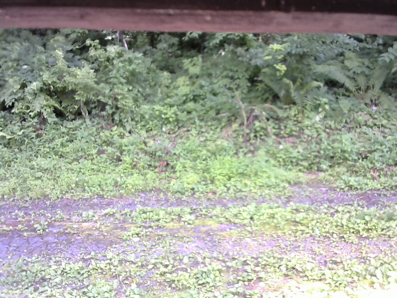 長野県菅平高原 ゆたか山荘 東側(坂下) 2026/07/18 14:15