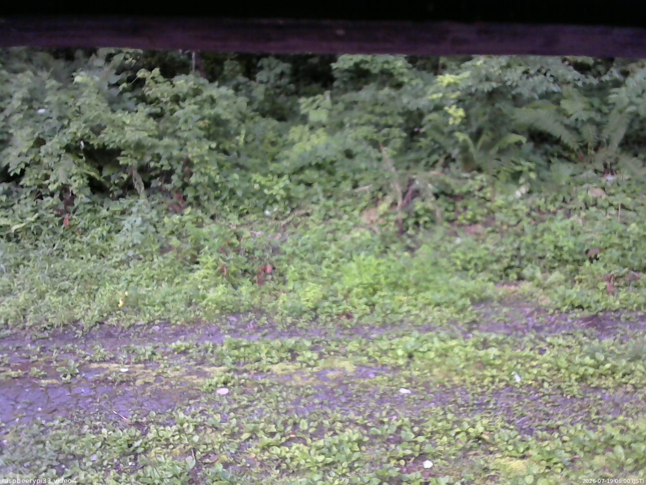 長野県菅平高原 ゆたか山荘 東側(坂下) 2026/07/19 06:00