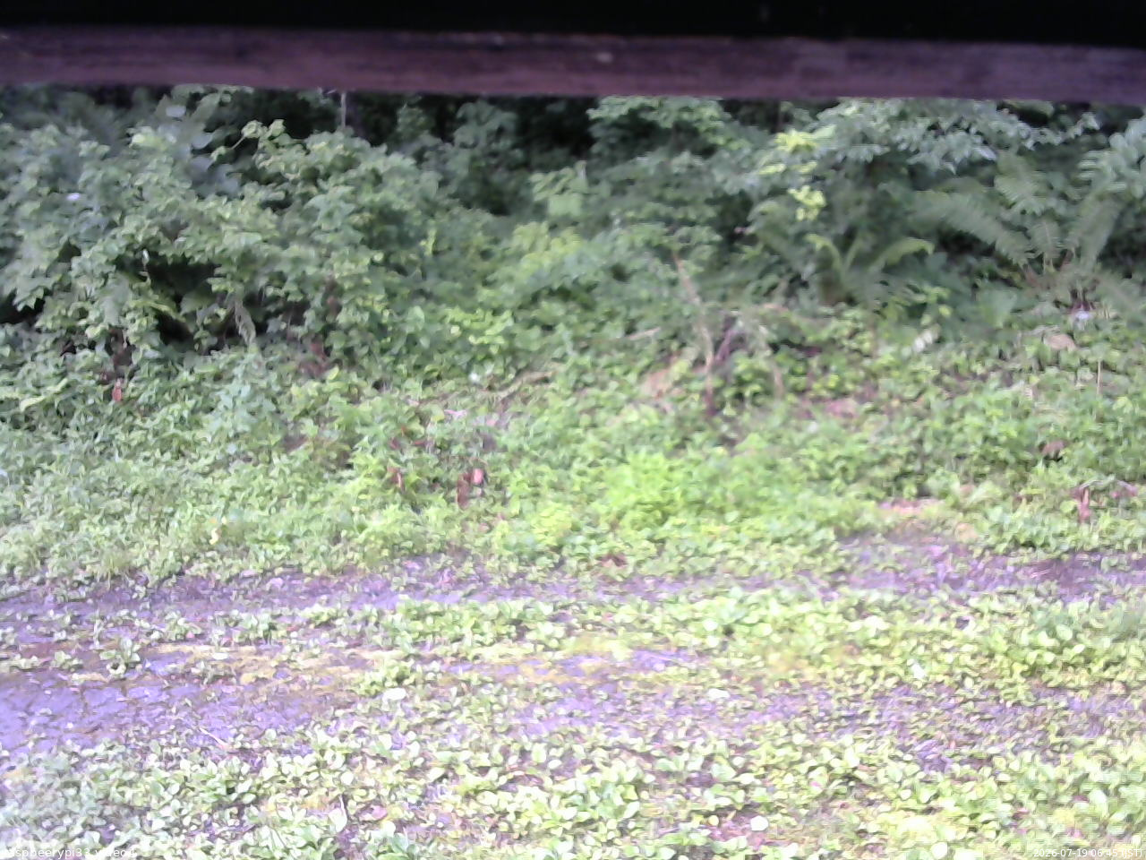 長野県菅平高原 ゆたか山荘 東側(坂下) 2026/07/19 06:45