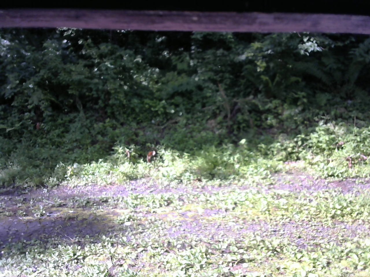 長野県菅平高原 ゆたか山荘 東側(坂下) 2026/07/19 07:45
