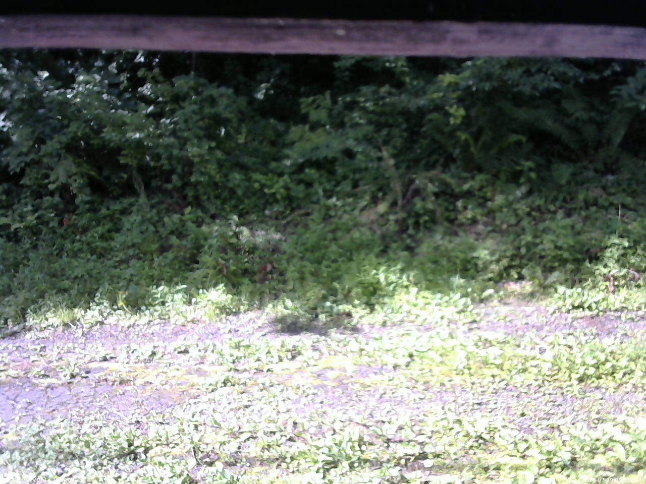 長野県菅平高原 ゆたか山荘 東側(坂下) 2026/07/19 08:00