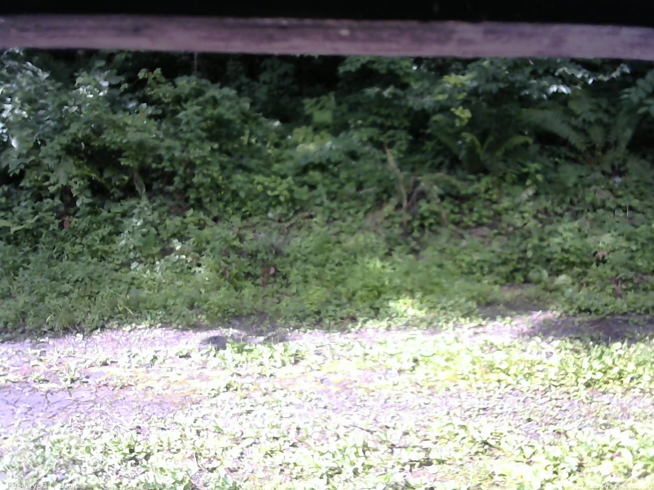 長野県菅平高原 ゆたか山荘 東側(坂下) 2026/07/19 08:15