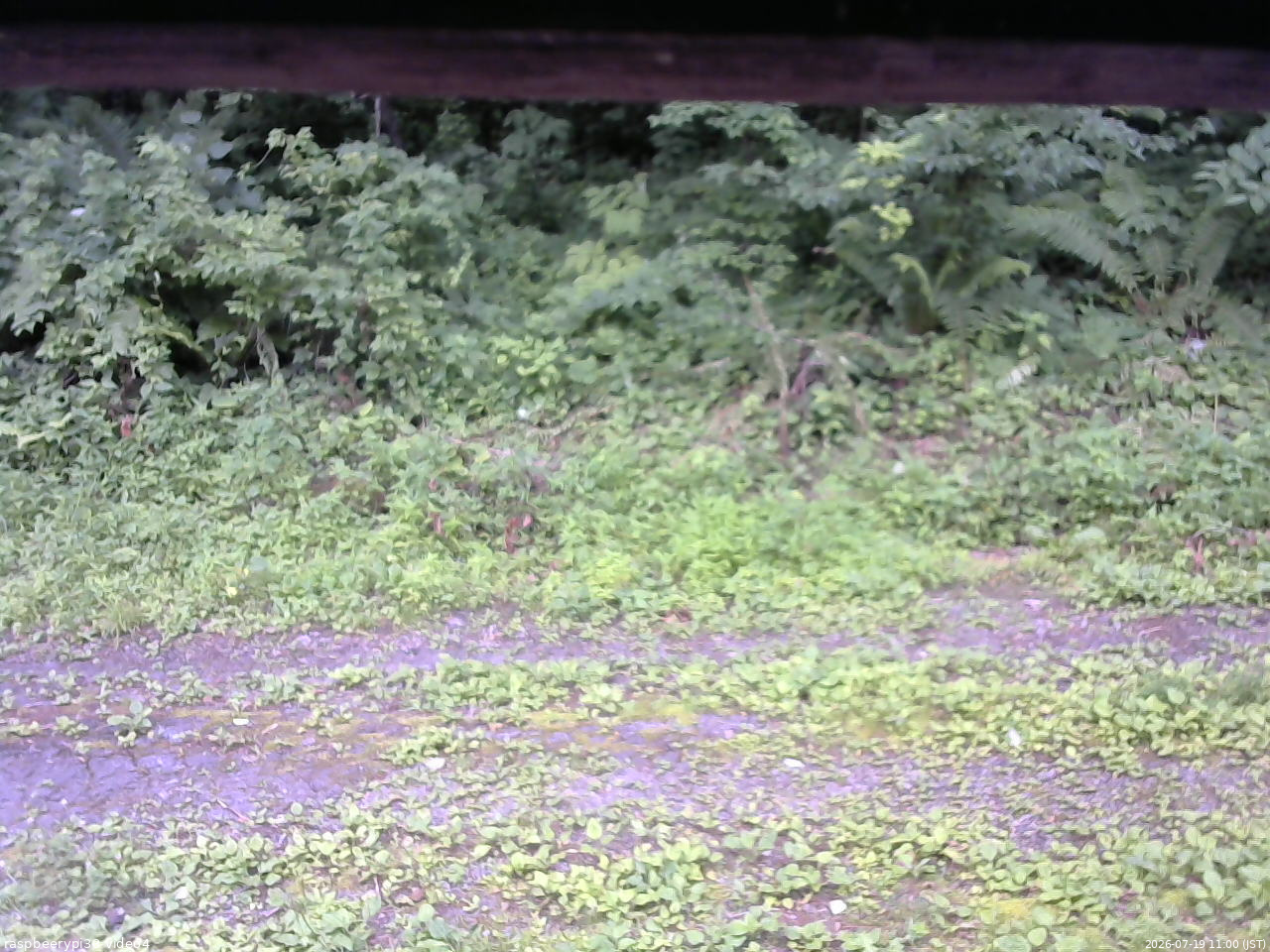 長野県菅平高原 ゆたか山荘 東側(坂下) 2026/07/19 11:00