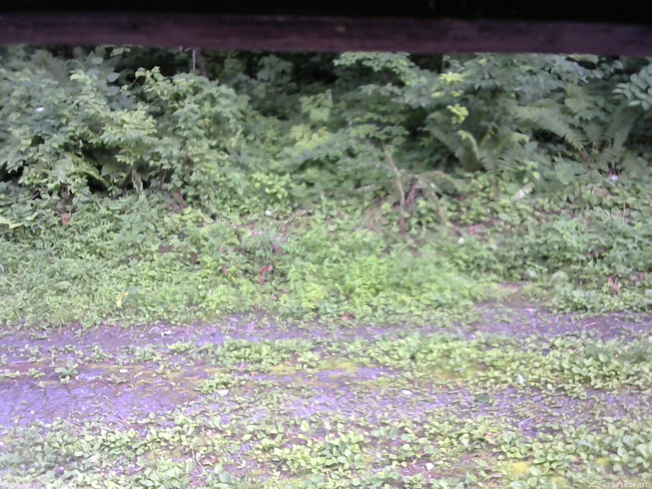 長野県菅平高原 ゆたか山荘 東側(坂下) 2026/07/19 16:00