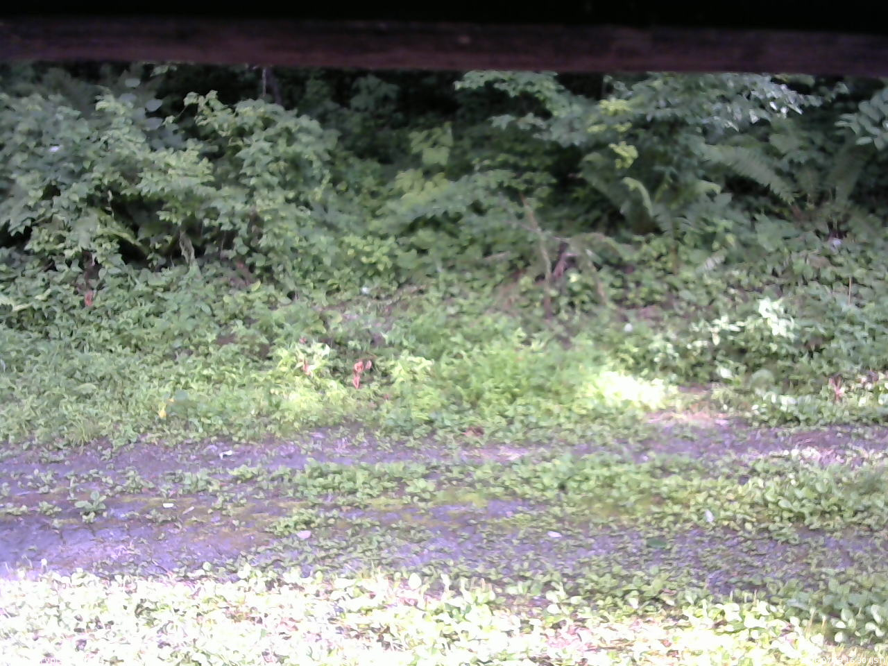 長野県菅平高原 ゆたか山荘 東側(坂下) 2026/07/19 16:30