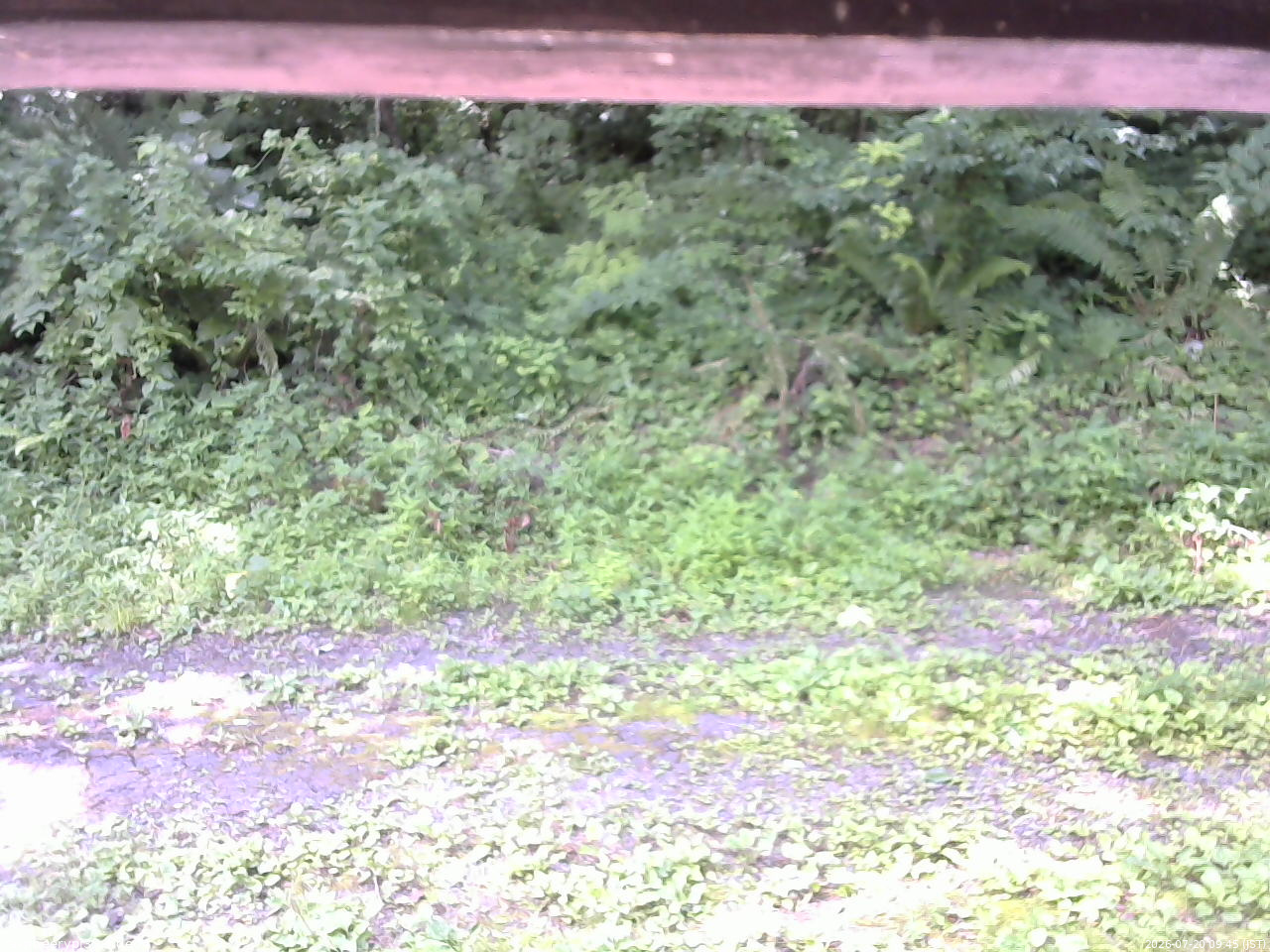 長野県菅平高原 ゆたか山荘 東側(坂下) 2026/07/20 09:45