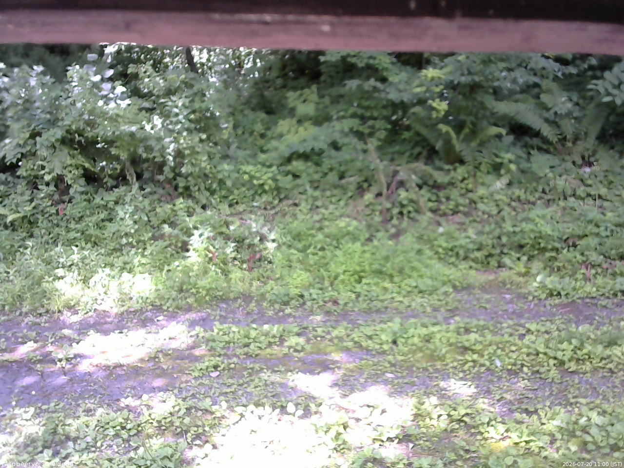長野県菅平高原 ゆたか山荘 東側(坂下) 2026/07/20 11:00