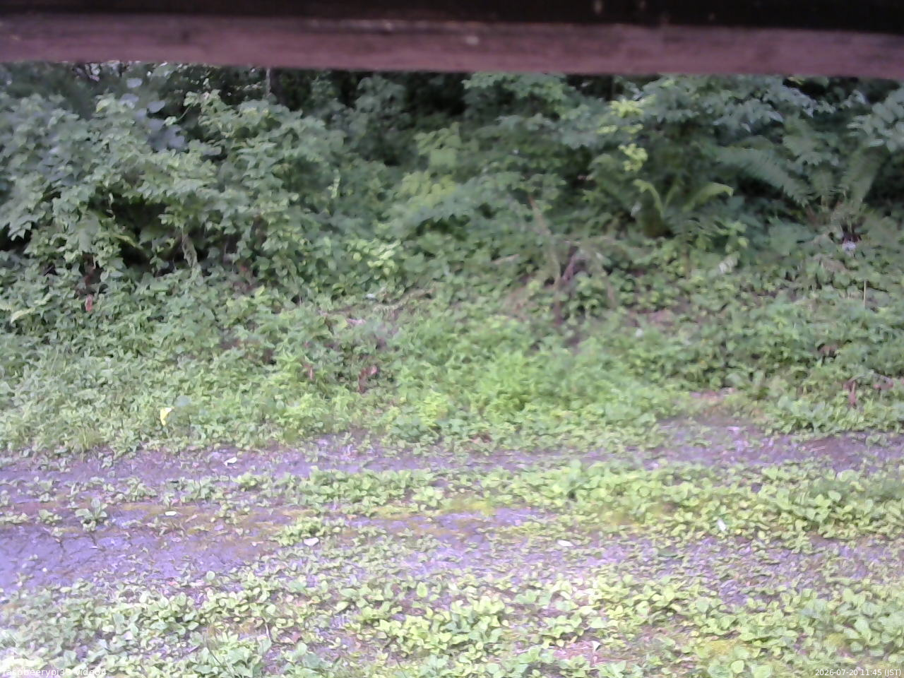 長野県菅平高原 ゆたか山荘 東側(坂下) 2026/07/20 11:45