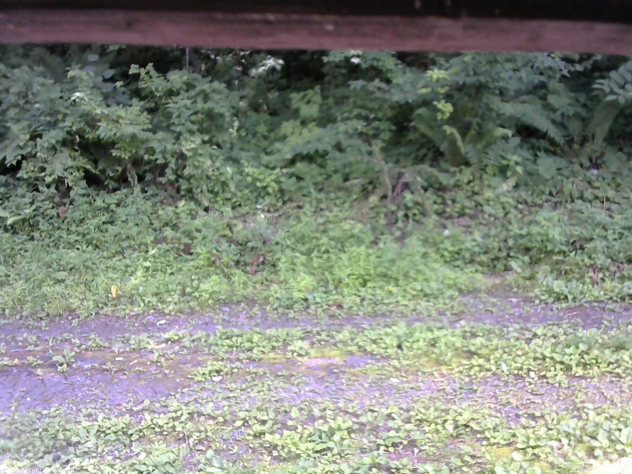 長野県菅平高原 ゆたか山荘 東側(坂下) 2026/07/20 14:00
