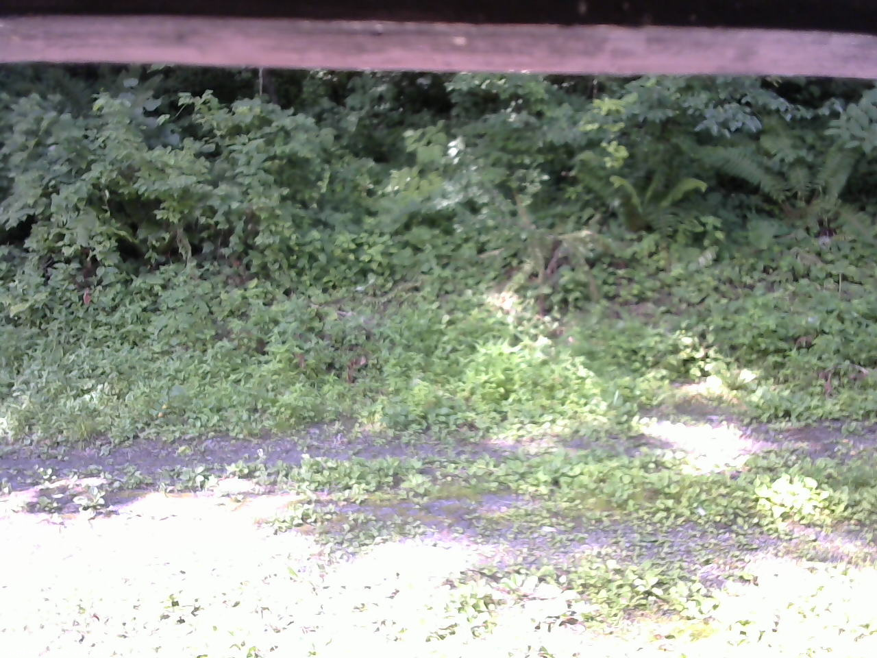 長野県菅平高原 ゆたか山荘 東側(坂下) 2026/07/21 08:45