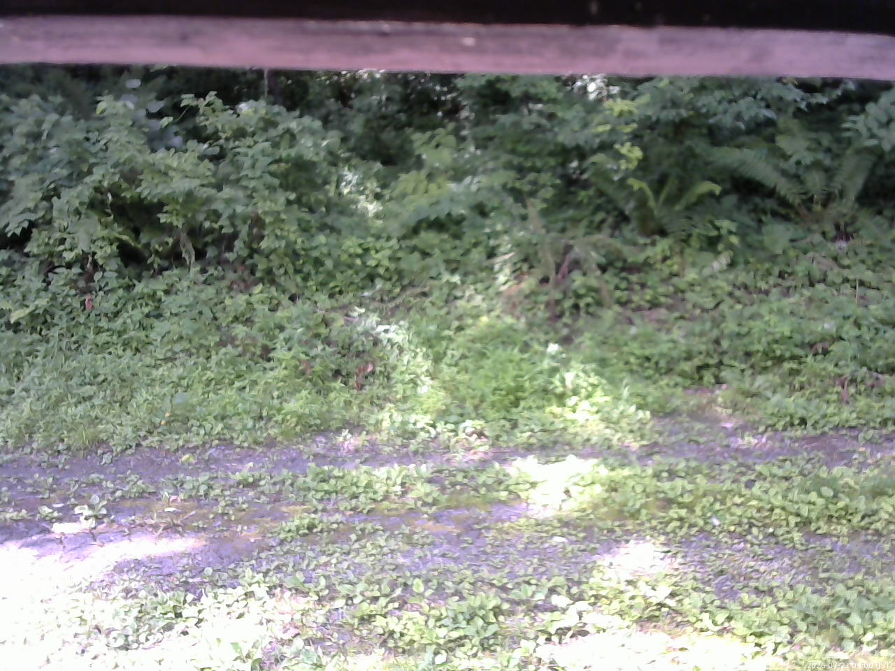 長野県菅平高原 ゆたか山荘 東側(坂下) 2026/07/21 09:00