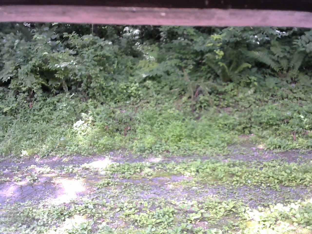 長野県菅平高原 ゆたか山荘 東側(坂下) 2026/07/21 09:30