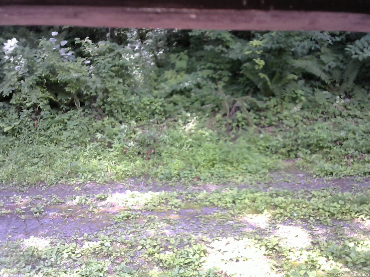 長野県菅平高原 ゆたか山荘 東側(坂下) 2026/07/21 10:45