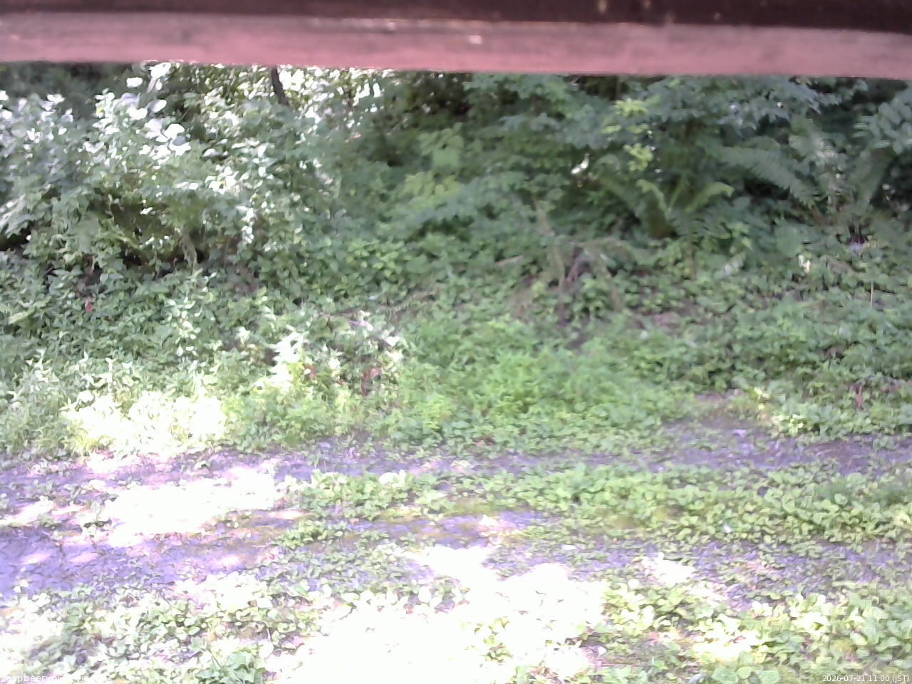 長野県菅平高原 ゆたか山荘 東側(坂下) 2026/07/21 11:00