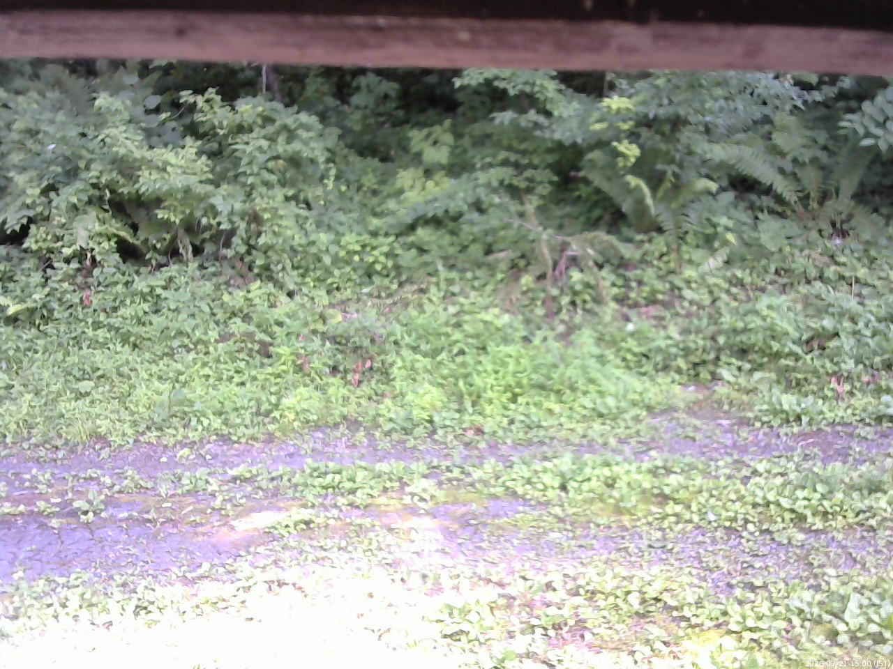 長野県菅平高原 ゆたか山荘 東側(坂下) 2026/07/21 15:00