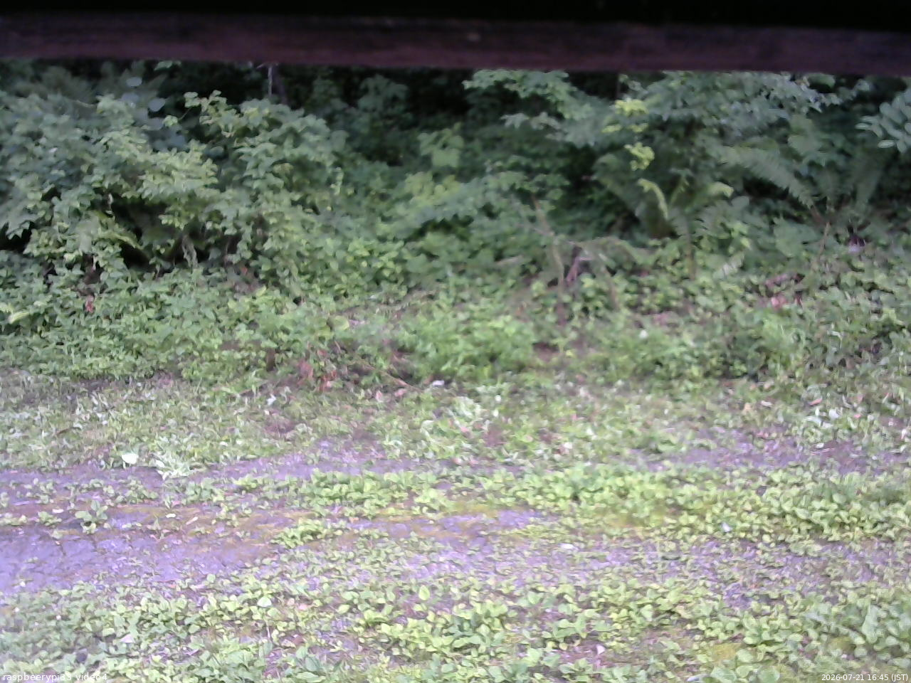 長野県菅平高原 ゆたか山荘 東側(坂下) 2026/07/21 16:45