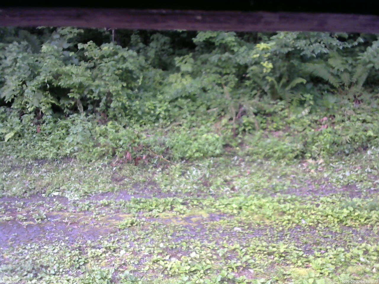長野県菅平高原 ゆたか山荘 東側(坂下) 2026/07/22 06:45