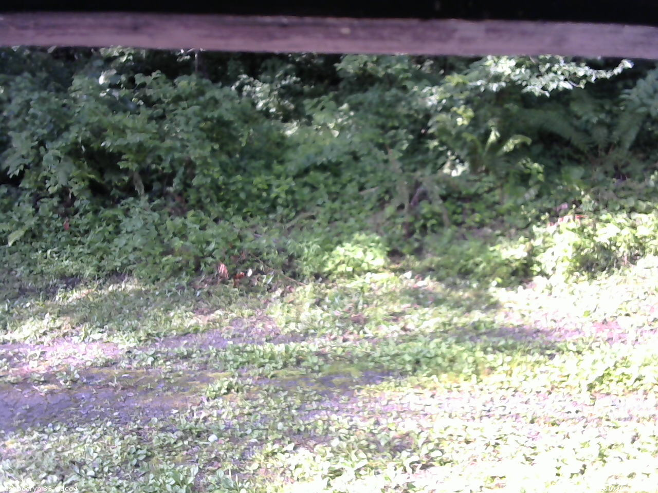 長野県菅平高原 ゆたか山荘 東側(坂下) 2026/07/22 07:30