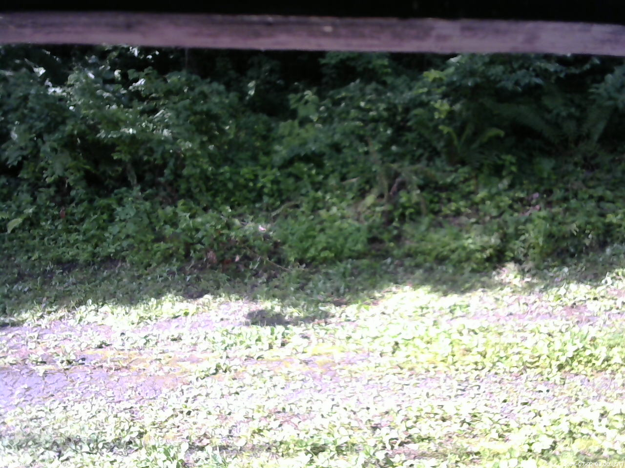 長野県菅平高原 ゆたか山荘 東側(坂下) 2026/07/22 08:00
