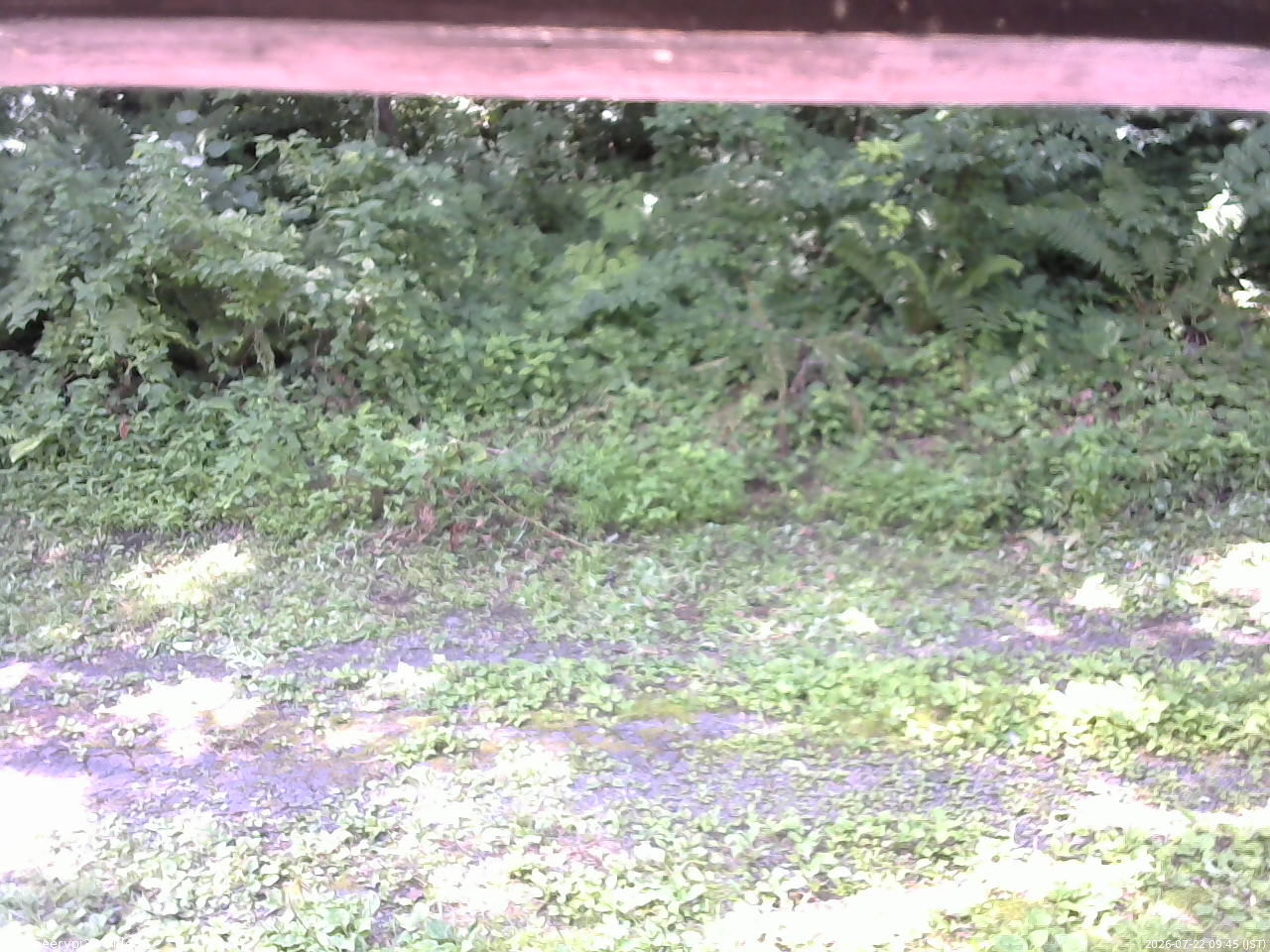 長野県菅平高原 ゆたか山荘 東側(坂下) 2026/07/22 09:45