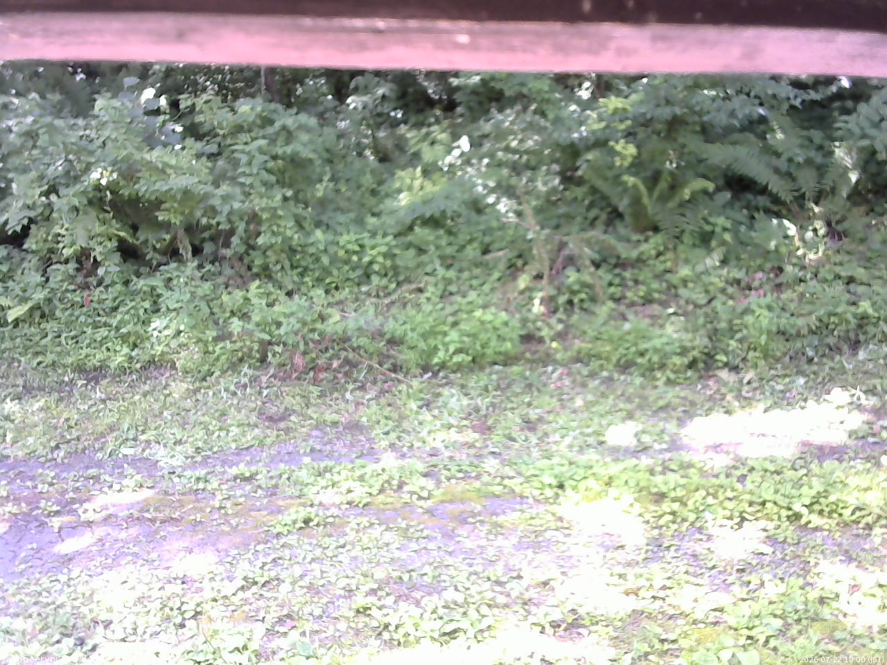 長野県菅平高原 ゆたか山荘 東側(坂下) 2026/07/22 10:00