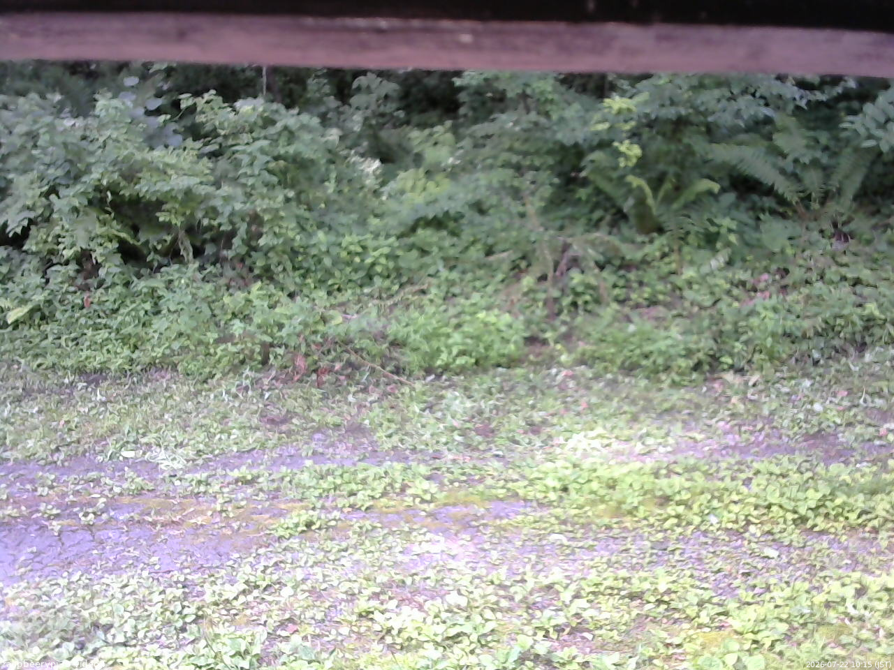 長野県菅平高原 ゆたか山荘 東側(坂下) 2026/07/22 10:15