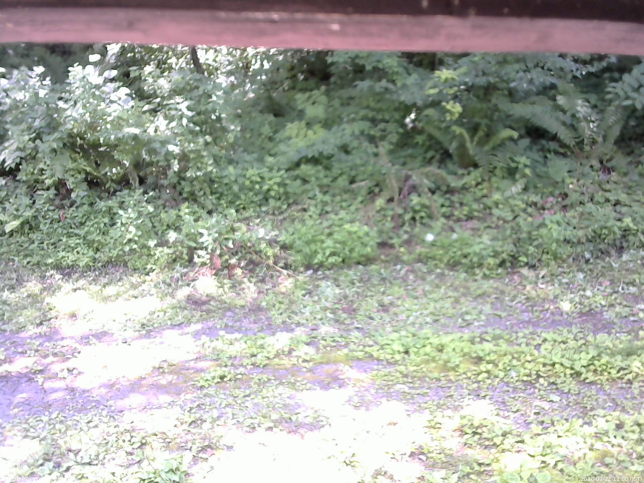 長野県菅平高原 ゆたか山荘 東側(坂下) 2026/07/22 11:00