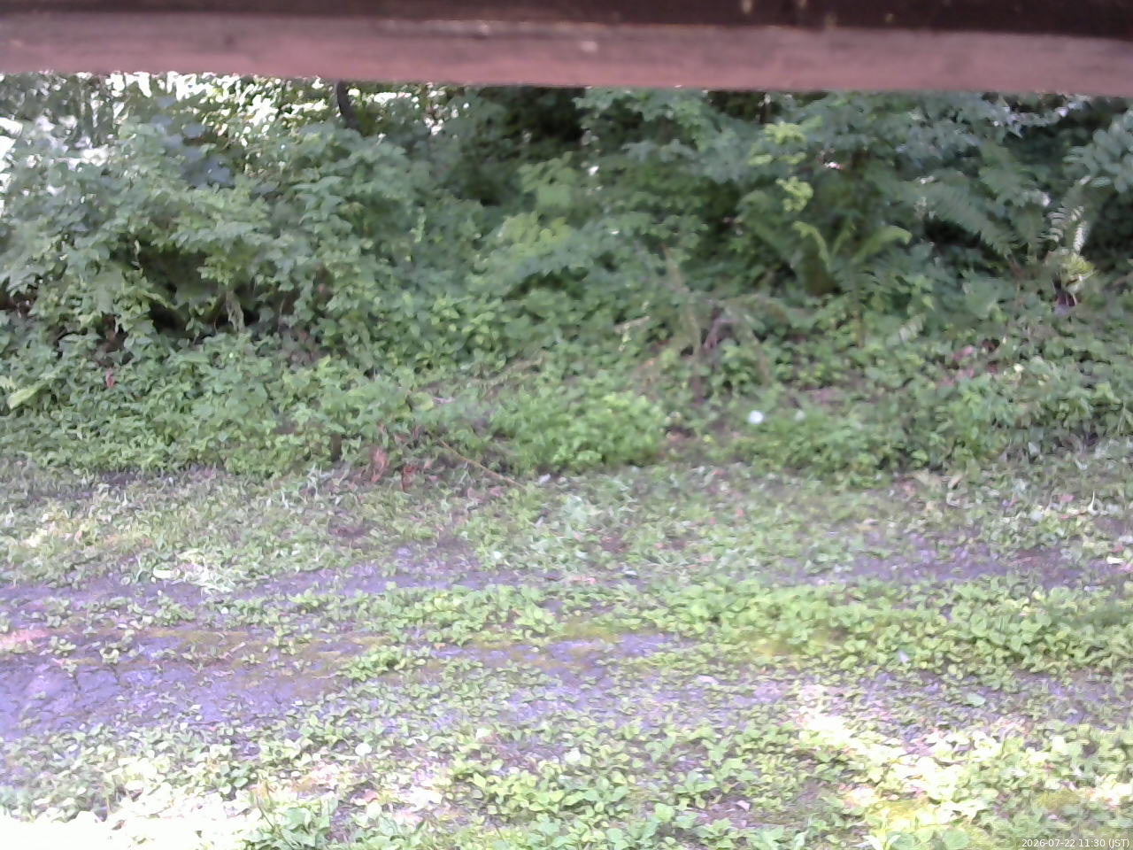 長野県菅平高原 ゆたか山荘 東側(坂下) 2026/07/22 11:30
