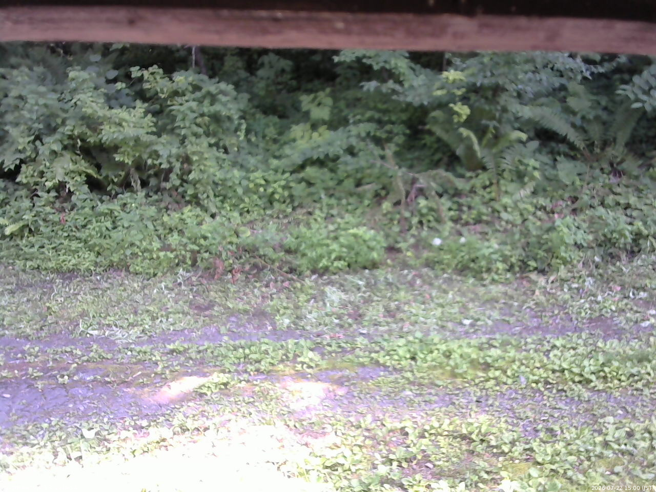 長野県菅平高原 ゆたか山荘 東側(坂下) 2026/07/22 15:00