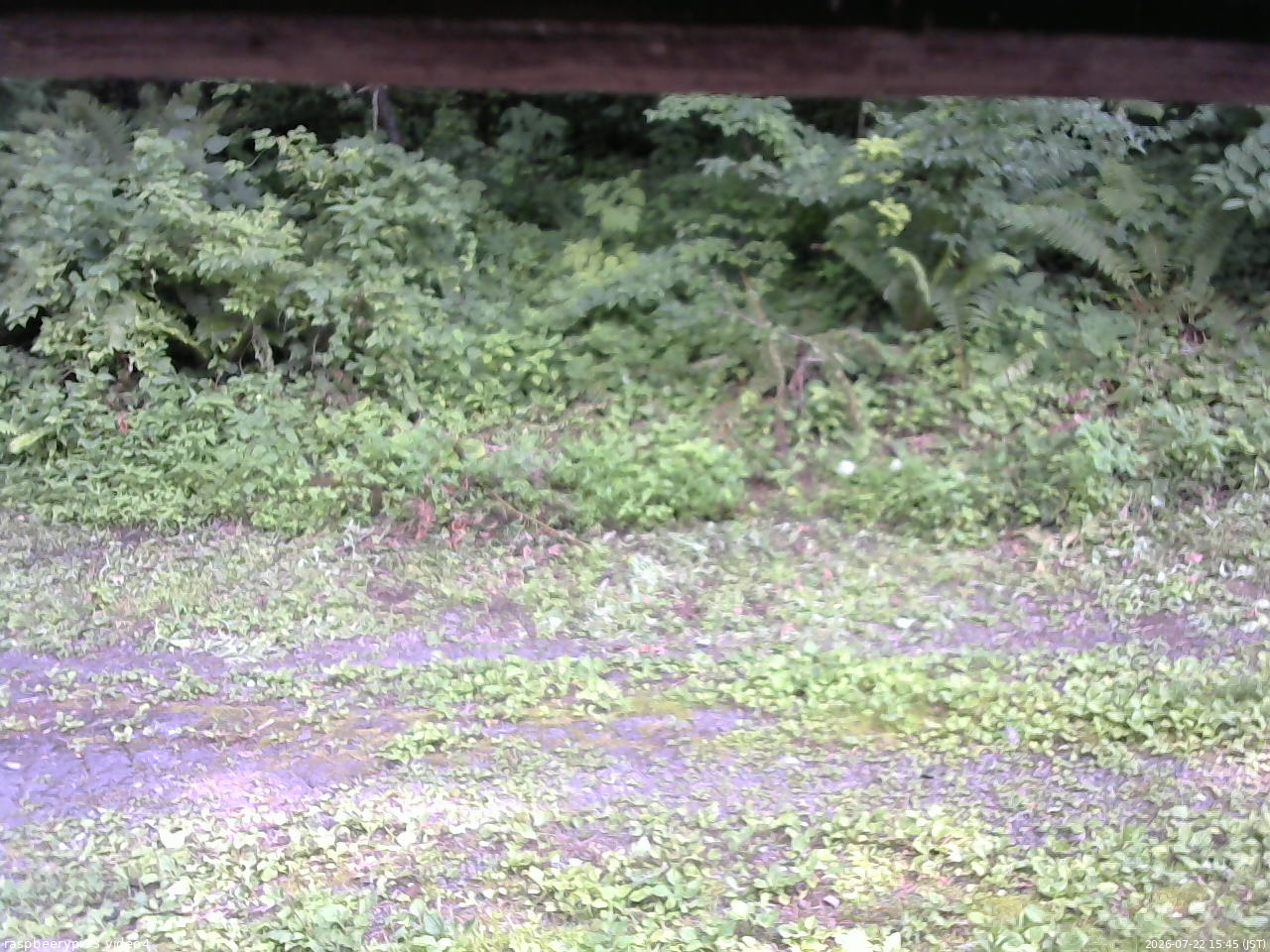 長野県菅平高原 ゆたか山荘 東側(坂下) 2026/07/22 15:45