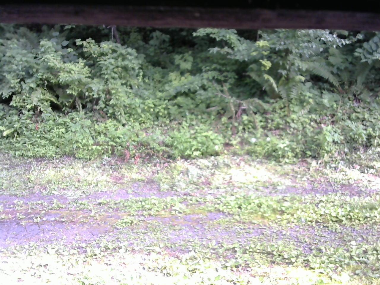 長野県菅平高原 ゆたか山荘 東側(坂下) 2026/07/22 16:30
