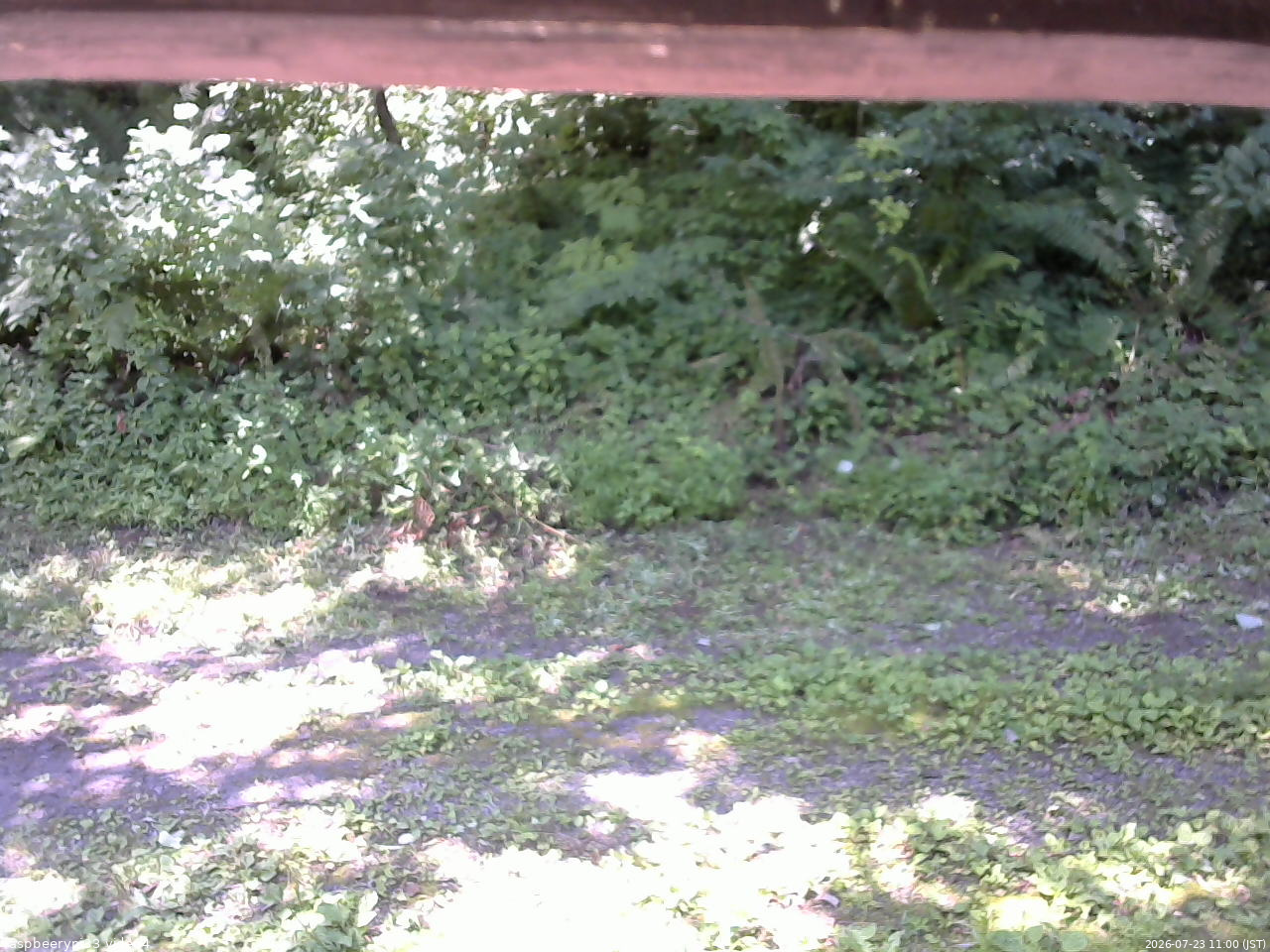 長野県菅平高原 ゆたか山荘 東側(坂下) 2026/07/23 11:00