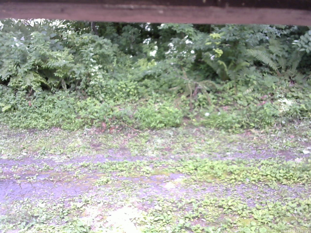 長野県菅平高原 ゆたか山荘 東側(坂下) 2026/07/23 12:00