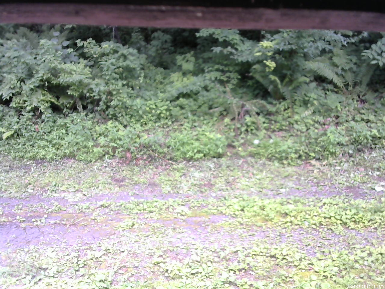 長野県菅平高原 ゆたか山荘 東側(坂下) 2026/07/23 12:45