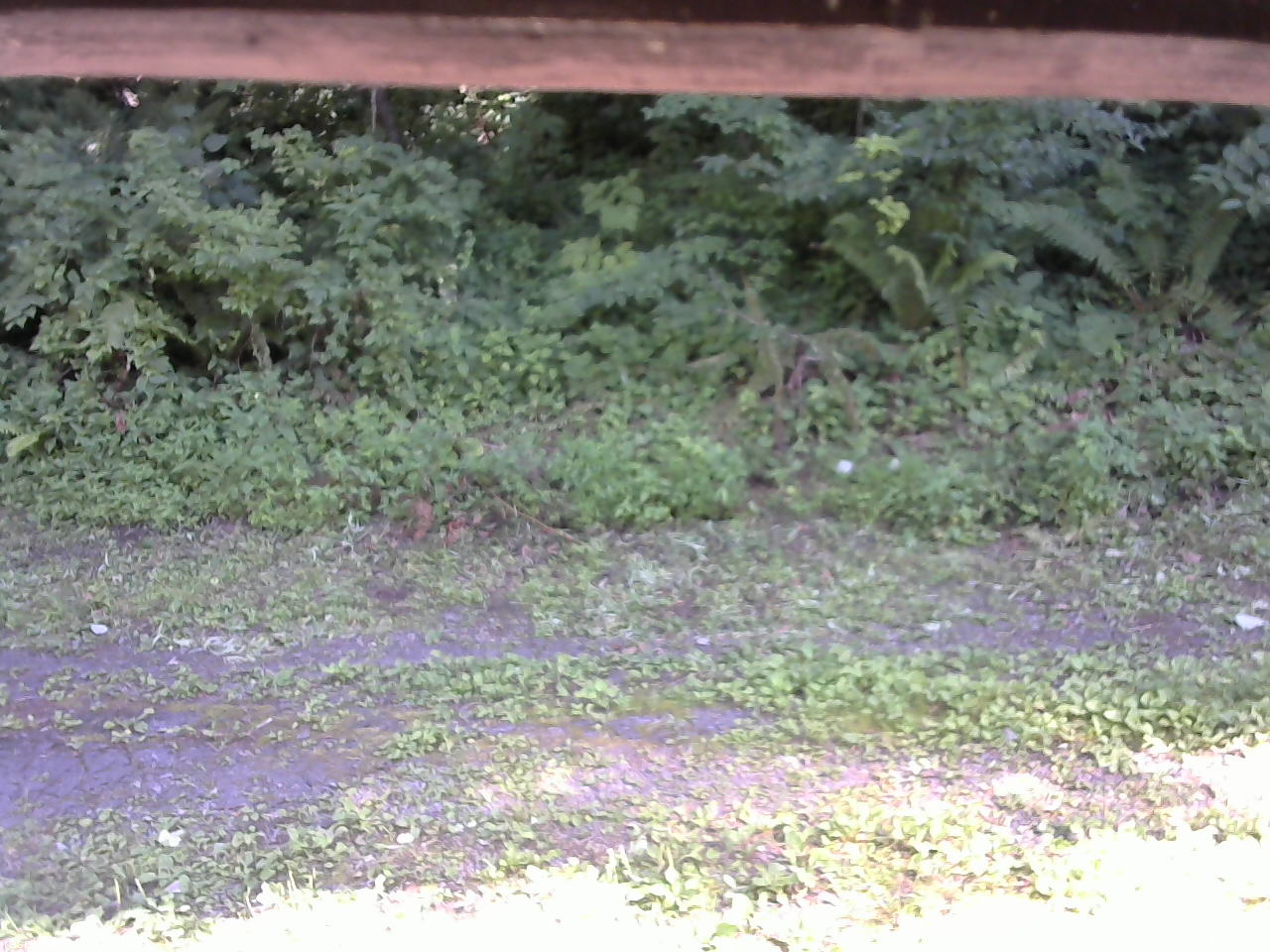 長野県菅平高原 ゆたか山荘 東側(坂下) 2026/07/23 14:45