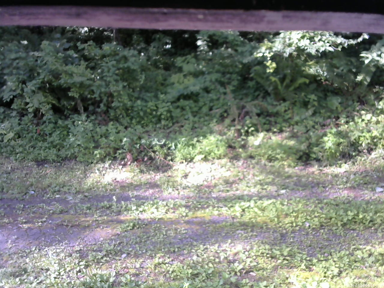 長野県菅平高原 ゆたか山荘 東側(坂下) 2026/07/24 07:15