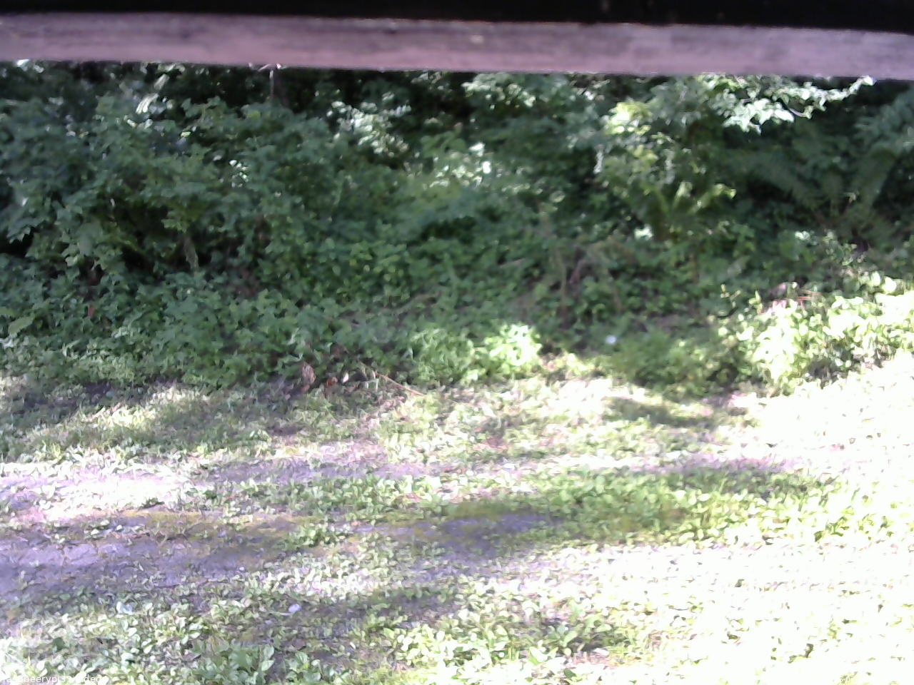 長野県菅平高原 ゆたか山荘 東側(坂下) 2026/07/24 07:30