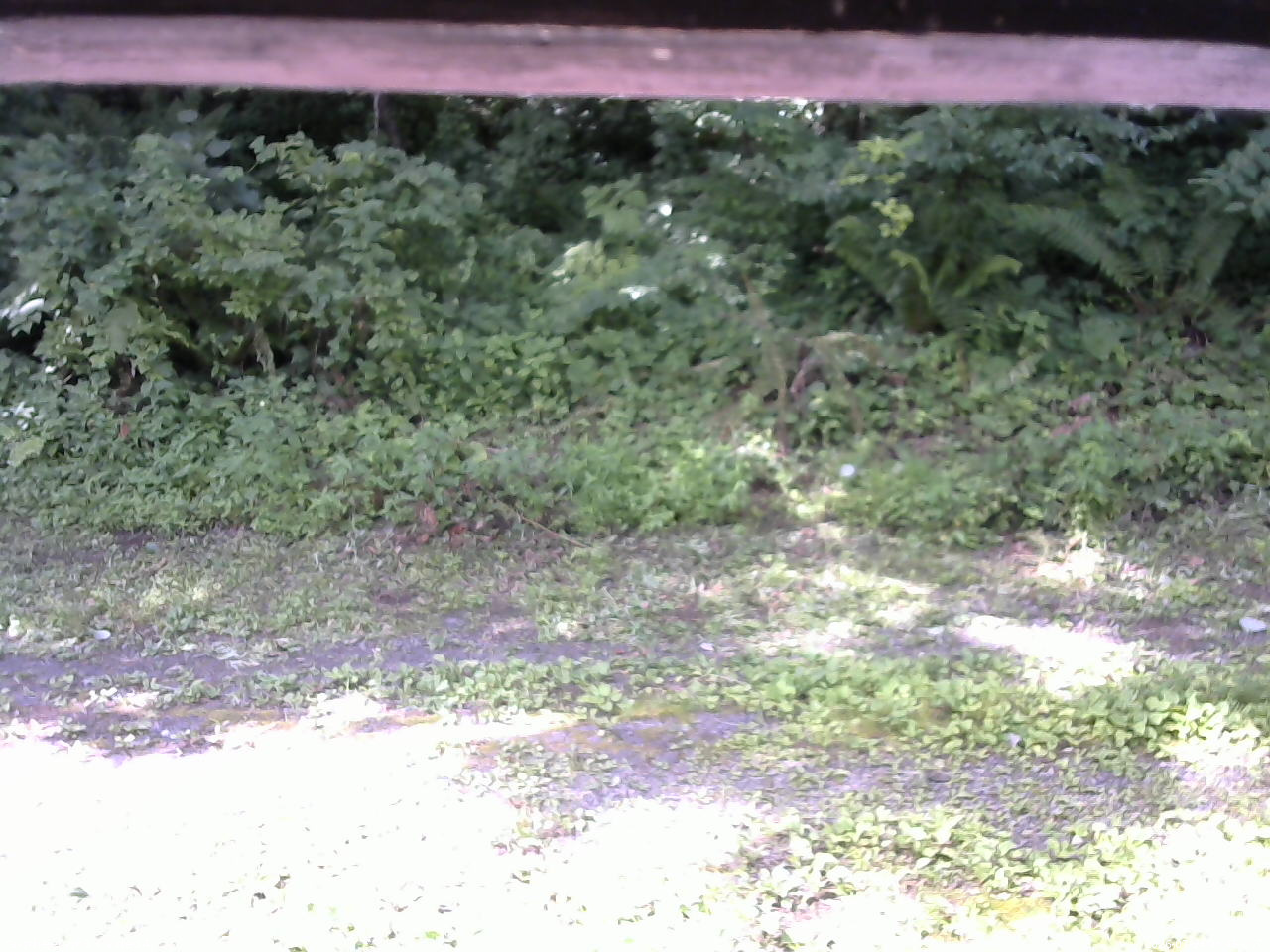 長野県菅平高原 ゆたか山荘 東側(坂下) 2026/07/24 08:45