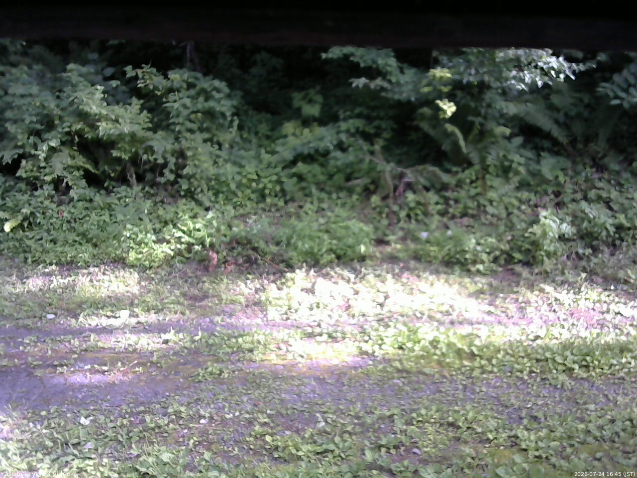 長野県菅平高原 ゆたか山荘 東側(坂下) 2026/07/24 16:45