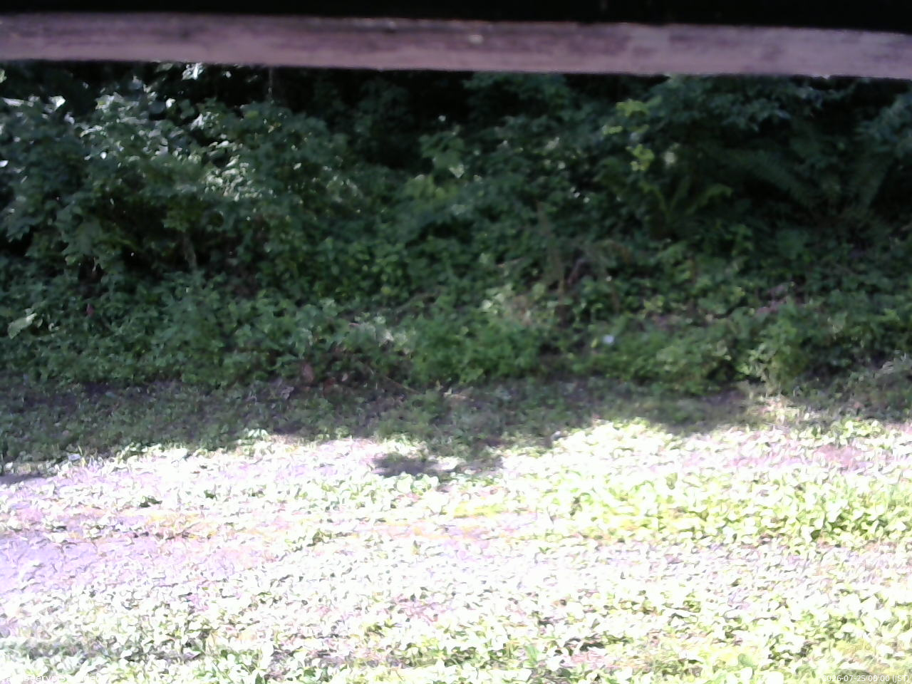 長野県菅平高原 ゆたか山荘 東側(坂下) 2026/07/25 08:00