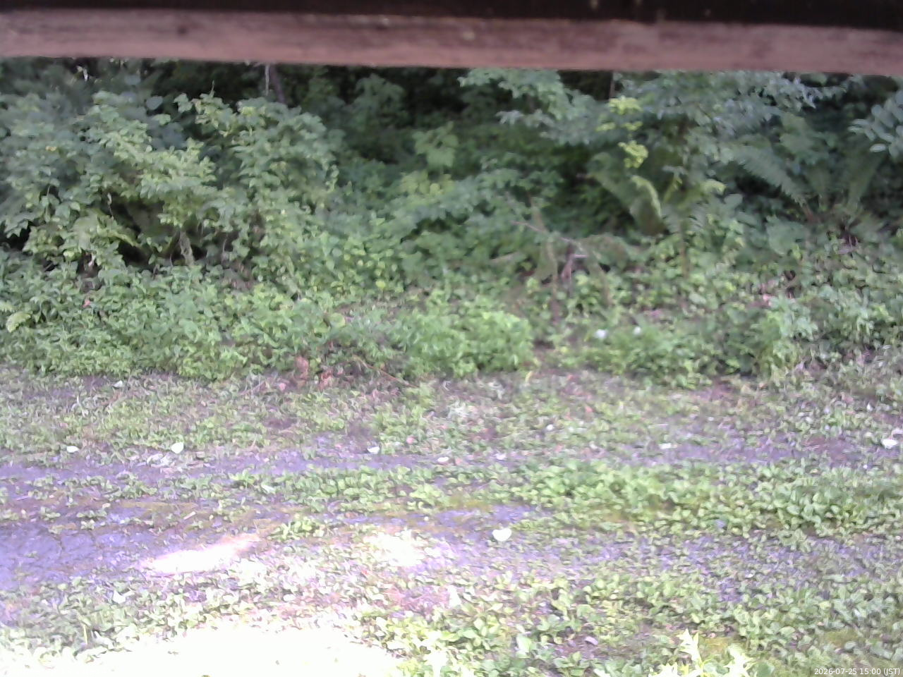 長野県菅平高原 ゆたか山荘 東側(坂下) 2026/07/25 15:00