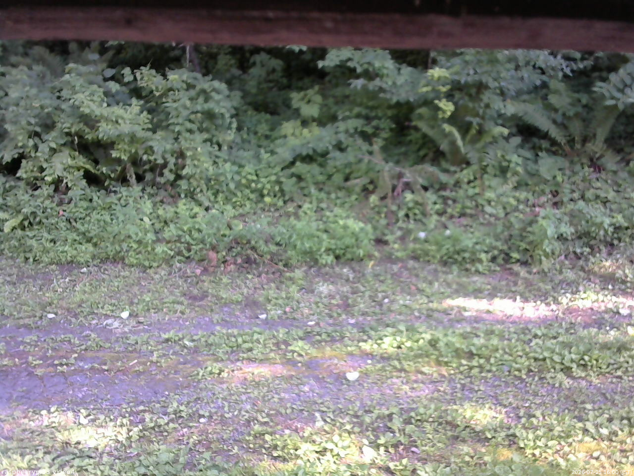 長野県菅平高原 ゆたか山荘 東側(坂下) 2026/07/25 16:00