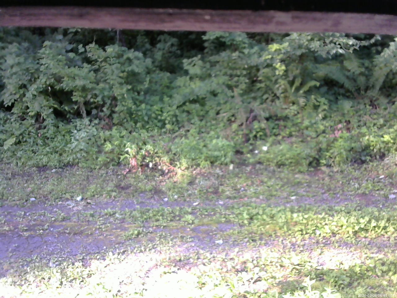 長野県菅平高原 ゆたか山荘 東側(坂下) 2026/07/26 06:45