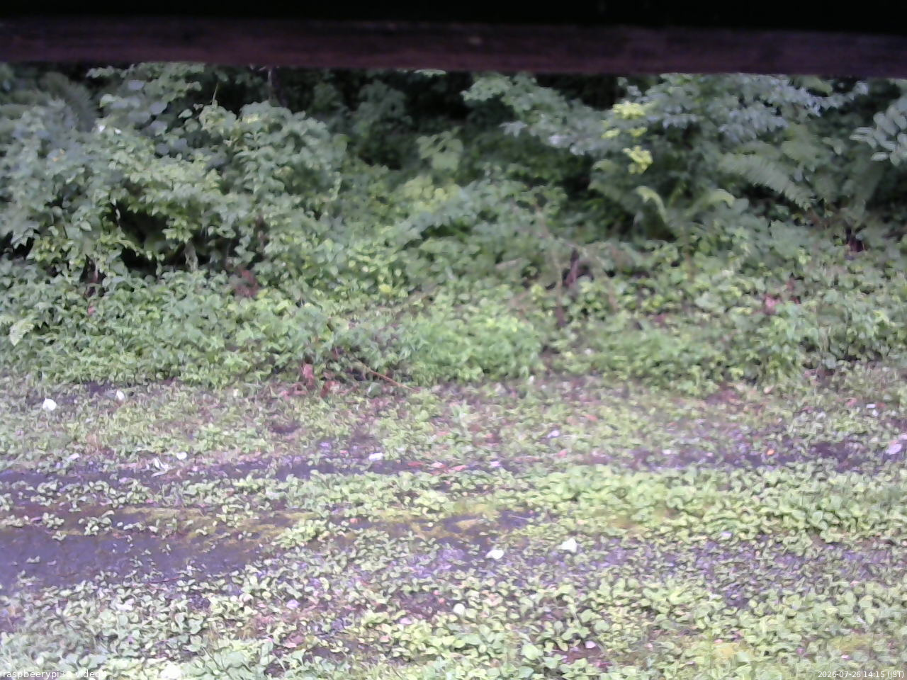 長野県菅平高原 ゆたか山荘 東側(坂下) 2026/07/26 14:15